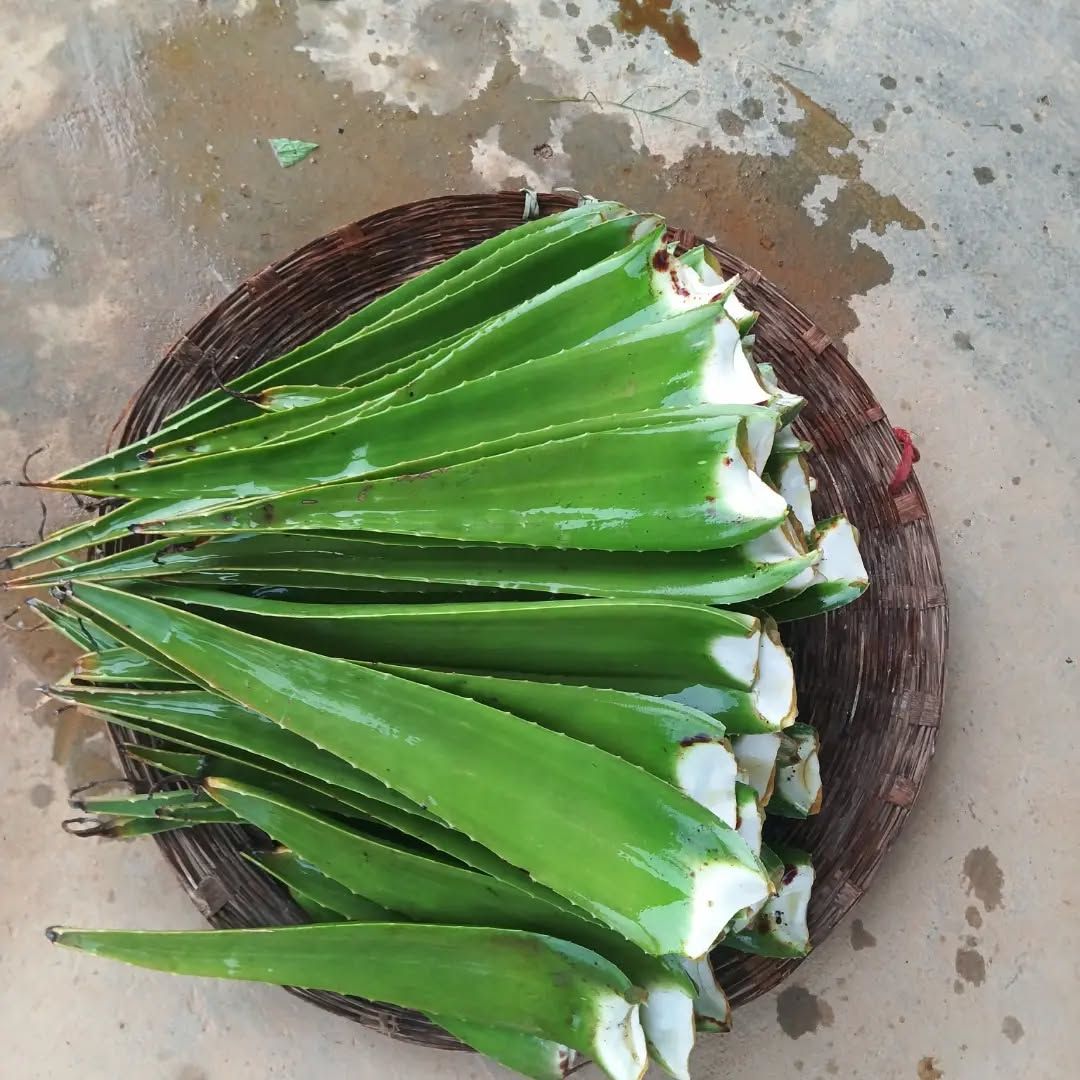 Harvested aloe leaves