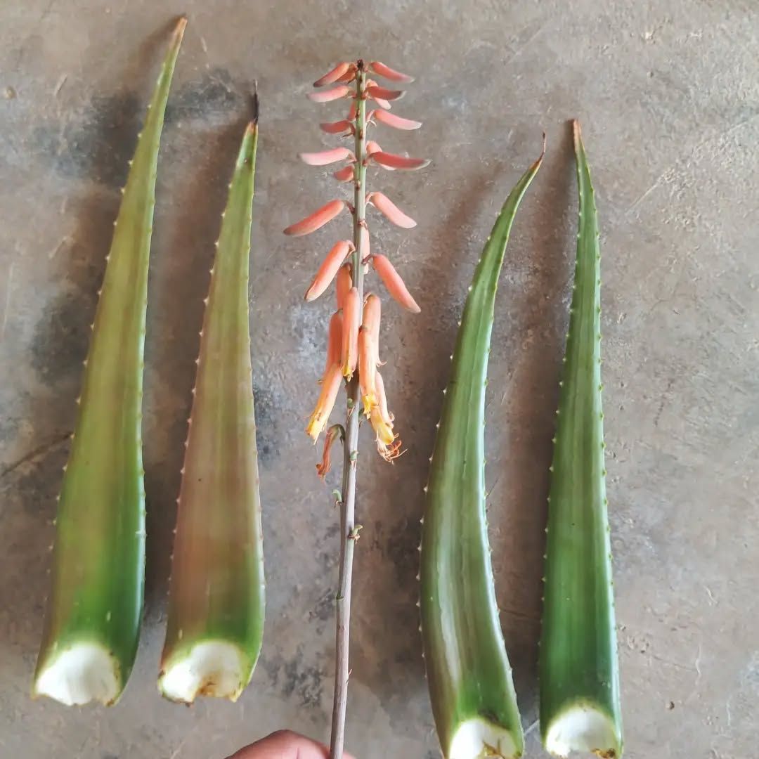 Aloe flowers